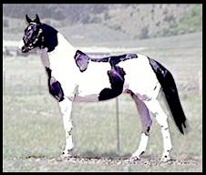 HERO BOUND ~ 16.1 h.h. Pinto Oldenburg Stallion