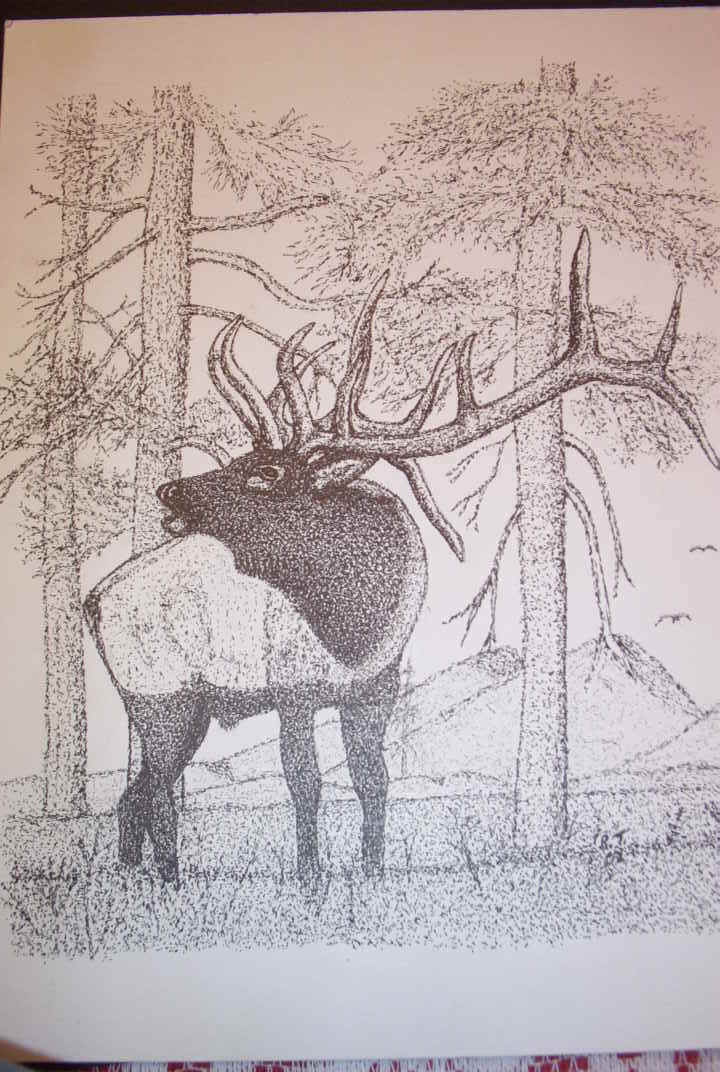 black and white elk.JPG (107243 bytes)