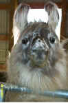 llamas329010002.jpg (25434 bytes)