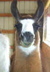 llamas329010004.jpg (184115 bytes)