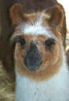llamas329010008.jpg (18419 bytes)