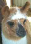llamas329010010.jpg (227520 bytes)