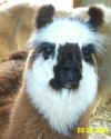 llamas329010011.jpg (30914 bytes)