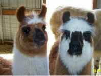llamas329010012.jpg (30196 bytes)