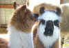 llamas329010013.jpg (14047 bytes)