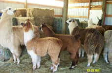 llamas329010019.jpg (32769 bytes)