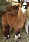llamas329010020.jpg (23730 bytes)