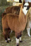 llamas329010020.jpg (23730 bytes)