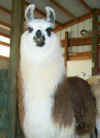 llamas329010026.jpg (143093 bytes)