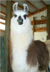 llamas329010026.jpg (38947 bytes)