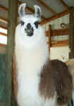 llamas329010026.jpg (19847 bytes)