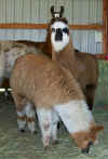 llamas329010027.jpg (23649 bytes)