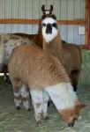 llamas329010027.jpg (23649 bytes)