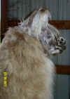 llamas329010042.jpg (197475 bytes)